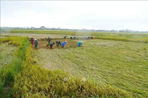 Nhiều ruộng lúa chưa kịp thu hoạch đã bị gãy, đổ, nằm sát mặt ruộng.