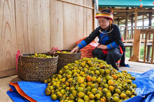 Người dân xã Đồng Phúc phấn khởi khi sản lượng hồng đạt cao, góp phần tăng thêm thu nhập.