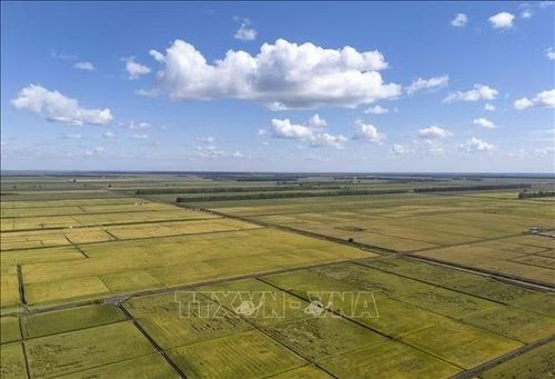 Cánh đồng lúa ở tỉnh Hắc Long Giang, Trung Quốc. Ảnh: THX/TTXVN phát