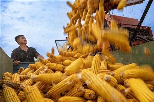 Nông dân thu hoạch ngô tại tỉnh Hà Nam, Trung Quốc ngày 16/9/2026. Ảnh: THX/TTXVN phát