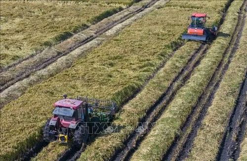 Máy gặt lúa hoạt động trên cánh đồng ở tỉnh Hắc Long Giang, Trung Quốc. Ảnh: THX/TTXVN phát