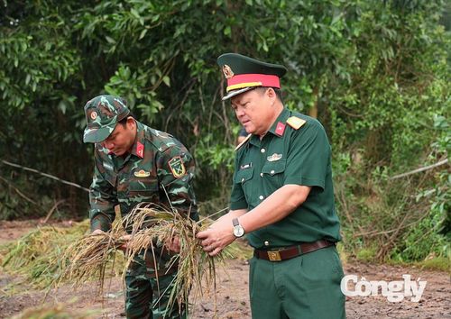 Bộ CHQS tỉnh Tây Ninh thăm, động viên lực lượng giúp dân thu hoạch lúa.