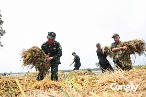Các lực lượng thu hoạch lúa giúp người dân.