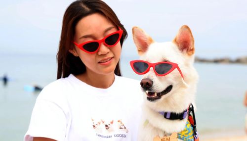  Bên cạnh phần thi chính dành cho chó và chủ, lễ hội còn có hoạt động tìm kho báu trên bãi biển, cuộc thi tài năng và các buổi tư vấn với chuyên gia về huấn luyện chó. Ảnh: Korea Joongang Daily. 