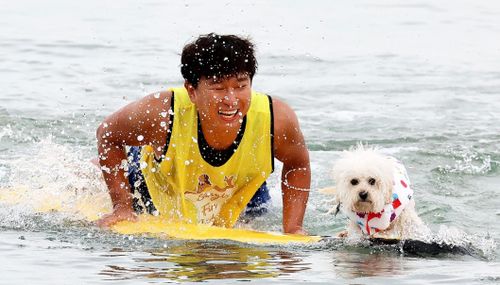Cuộc thi Surf Doggies diễn ra tuần qua, quy tụ những chú chó cùng chủ nhân tranh tài trên những con sóng. Sự kiện kết hợp lướt sóng với văn hóa nuôi thú cưng, do Bộ Nông nghiệp, Thực phẩm và Nông thôn Hàn Quốc và huyện Yangyang tài trợ. Ảnh: Korea Joongang Daily.
