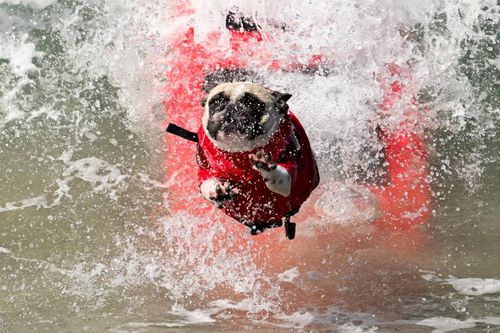  Sự kiện Surf Dog Surf-a-Thon lần thứ 21 do Trung tâm Động vật Helen Woodward tổ chức, thu hút khoảng 1.500 người và quyên góp được hơn 20.000 USD. Ảnh: CA Post. 