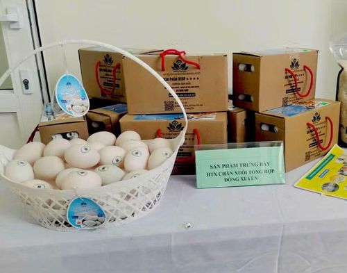 Năm 2020, trứng, vịt biển của HTX Chăn nuôi tổng hợp xã Đông Tiền Hải được công nhận sản phẩm OCOP 4 sao.