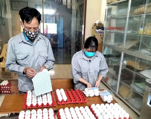 Sản phẩm trứng vịt biển dán tem nhãn, được đóng gói trước khi đưa ra thị trường.