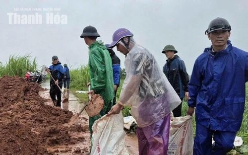 Các lực lượng gia cố chống tràn đê sông Cầu Chày đoạn qua xã Xuân Tín.