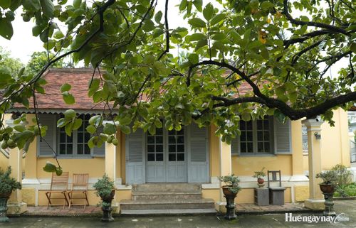 Cây hồng trứng ở Phủ thờ Công chúa Ngọc Sơn 