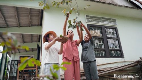 Hái hồng không hạt đem ủ chín 
