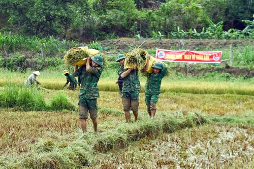 Đồn Biên phòng Cửa khẩu A Đớt phối hợp với lực lượng dân quân, an ninh, trật tự ở cơ sở xã A Lưới 4 tổ chức giúp người dân thu hoạch lúa trong “Ngày về thôn bản”.