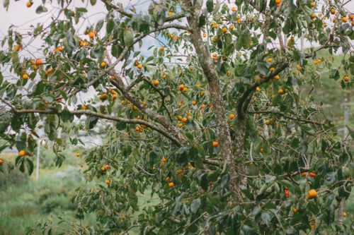Những vườn hồng xuất hiện trên những triền đồi cao nguyên