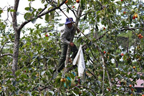 Các vườn hồng vùng ngoại ô Đà Lạt nhộn nhịp bước vào vụ