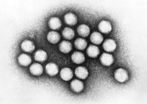 Adeno là một nhóm virus chứa DNA phổ biến, có khả năng gây nhiễm trùng ở nhiều cơ quan trên cơ thể con người, nhưng phổ biến nhất là đường hô hấp và mắt. Ảnh: CDC/ Dr. G. William Gary, Jr. Creation.