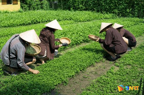 Du khách tự tay hái thảo dược để làm tinh dầu và túi thơm khô tại Caman Village Đà Nẵng. Ảnh: Y. H