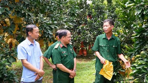 Cựu chiến binh Nguyễn Văn Niên, thôn Đại Minh, xã Thác Bà (bên phải) giới thiệu các giống bưởi của gia đình.