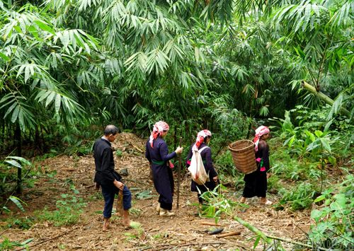 Từ sáng sớm, những con đường dẫn vào khu vực trồng măng ở thôn Văn Tiến đã rộn ràng bước chân người dân. Dao, gùi được chuẩn bị sẵn, bà con tranh thủ vào rừng thu hái những búp măng vừa nhú.