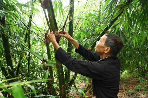 Người trồng măng bói tại Văn Tiến đã có thể tự nhân giống để mở rộng diện tích và cung cấp cây giống cho những nơi có khí hậu phù hợp, qua đó có thêm nguồn thu nhập.