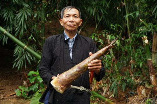 Ông Phan Văn Chế, thôn Văn Tiến, là người đầu tiên đưa cây măng bói về trồng tại Văn Bàn, trước đây thuộc khu vực Khánh Yên Thượng. Ông Chế chia sẻ, khoảng năm 2007, trong một lần đến nhà người quen ở Dương Quỳ, thấy chủ nhà có giống măng ngon, ông đã xin về trồng thử. Khi đem ra chợ bán thấy nhiều người tiêu dùng ưa chuộng măng bói, ông quyết định mở rộng diện tích.