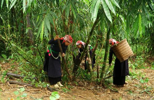 Từ diện tích nhỏ ban đầu, cây măng bói được nhiều hộ dân thôn Văn Tiến lựa chọn là cây trồng mang lại nguồn thu nhập chính và ổn định. Mỗi ha măng bói có thể cho thu nhập hơn 200 triệu đồng/năm.