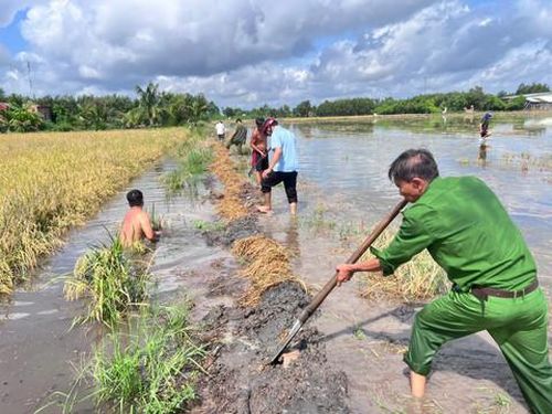 Khẩn trương cùng người dân gặt lúa, gia cố đê bao chạy lũ