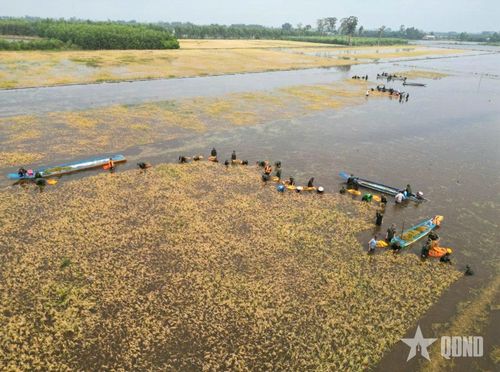  Cán bộ, chiến sĩ Tiểu đoàn 1, Trung đoàn 738 (Bộ CHQS tỉnh Tây Ninh) giúp người dân gặt lúa tại xã Thạnh Phước. 