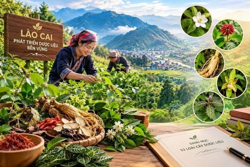 Lào Cai đưa 53 loài cây dược liệu vào danh mục ưu tiên phát triển - Nông nghiệp Hữu cơ Việt Nam