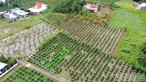 Nhiều diện tích cây trồng khu vực phía đông Lâm Đồng bị ảnh hưởng mưa lũ. (Ảnh: THANH HẢI)