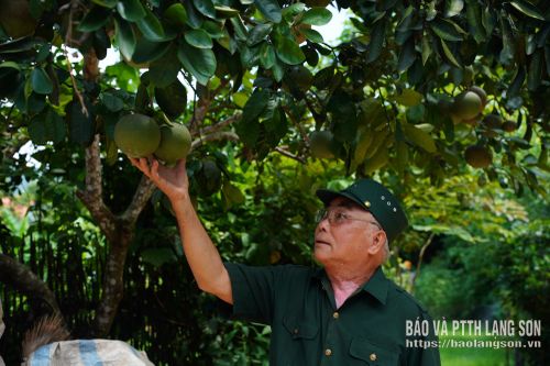 Ông Ngọc kiểm tra vườn bưởi của gia đình