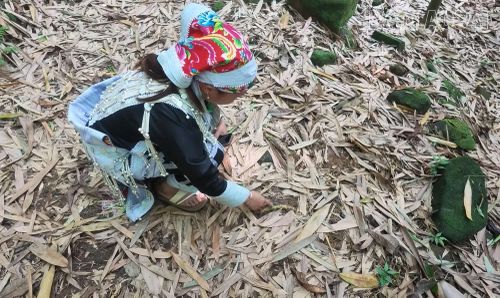 Hoạt động hái măng vầu được kiểm soát nghiêm ngặt. Bà con chỉ được lấy măng đúng một lần trong năm tại các khu vực rừng sâu, tuyệt đối giữ nguyên khu vực ven đường để bảo tồn cảnh quan. Thời điểm này cây vầu đang tích tụ dưỡng chất, để đến mùa xuân năm sau sẽ sinh ra những cây măng ngon, ngọt.