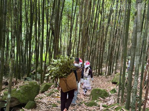 Dạo bước trong rừng vầu Dền Sáng là một trải nghiệm thú vị. Hiện, chính quyền xã Dền Sáng đang tích cực đẩy mạnh chủ trương biến rừng vầu Ngải Chồ thành điểm du lịch sinh thái trọng điểm, vừa nâng cao thu nhập cho bà con vừa giữ gìn vẹn nguyên màu xanh của đại ngàn.
