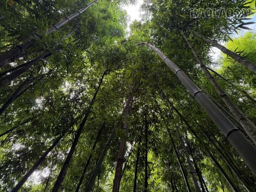 Những thân vầu thẳng đứng cao tới 20m, vươn thẳng lên không trung và đan dày đặc vào nhau, tạo thành chiếc “ô thiên nhiên” khổng lồ che mát cả một vùng.