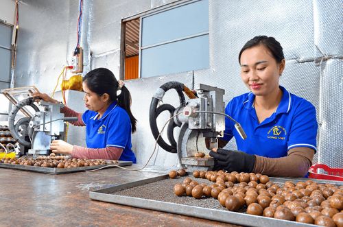 Mắc ca ở Quảng Trực có chuỗi giá trị, đạt OCOP 4 sao