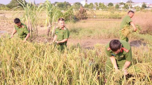 Chiều 24/9, Công an xã Tam Hưng tổ chức lực lượng hỗ trợ người dân thu hoạch lúa trên cánh đồng thôn Hưng Giáo