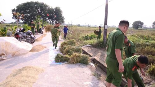 Chiến sĩ công an xã Tam Hưng giúp người dân thu hoạch lúa.