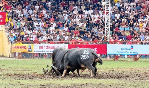 Nhiều trận đấu gay cấn, lôi cuốn hàng vạn khán giả có mặt trên sân cổ vũ tại Lễ hội chọi trâu Đồ Sơn - VTV 2026. Ảnh: H.P Từ lễ hội truyền thống đến sản phẩm hấp dẫn