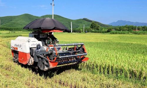 Nông dân xã Sơn Động thu hoạch lúa mùa.