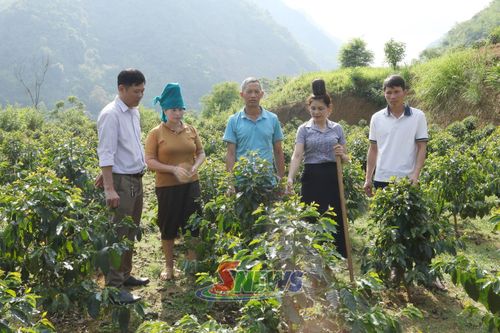 Mô hình trồng cà phê của nhân dân bản Chiềng Vàng, xã Nậm Ty.