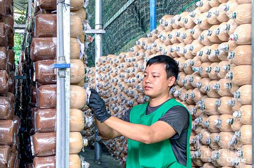 Công nhân chăm sóc nấm tại trang trại.