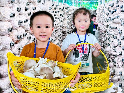 Các em nhỏ trải nghiệm hái nấm.