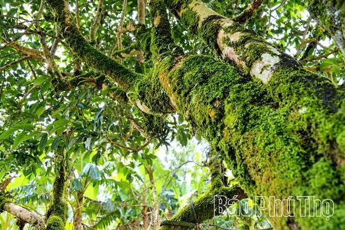 Những thân chè Shan tuyết cổ thụ phủ rêu phong là nguồn gen quý đang được xã Pà Cò kiểm kê, khoanh vùng bảo vệ.