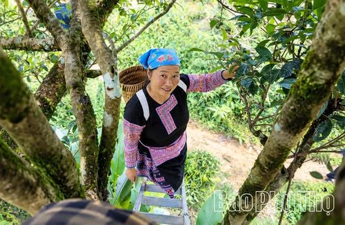 Người Mông ở Pà Cò gắn bó với những cây chè Shan tuyết qua nhiều thế hệ.