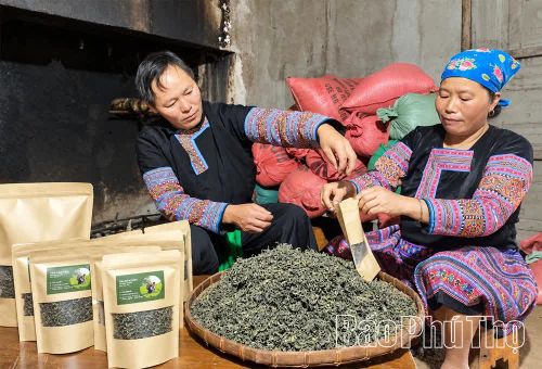 Chè Shan tuyết được người dân sao thủ công, gìn giữ hương vị đặc trưng của vùng núi cao Pà Cò.