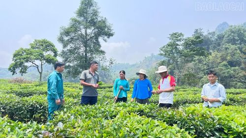 Cán bộ xã Mường Khương hướng dẫn người dân chăm sóc chè.