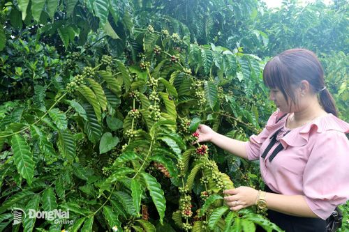 Vườn cà phê chuẩn bị bước vào vụ thu hoạch tại phường Hàng Gòn.