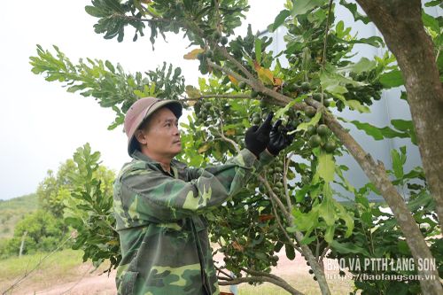 Mô hình trồng mắc ca của Công ty Lâm nghiệp Lộc Bình cho thu hoạch quả