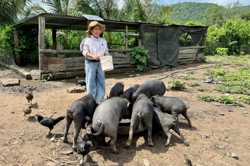 Đàn heo đen giúp chị K’ Thị Phim khởi nghiệp