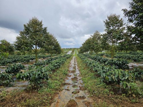  Vườn cà phê Arabica tại Nông trường Hàm Rồng và Nông trường Hòa Bình (Gia Lai) của Hoàng Anh Gia Lai. Ảnh: HAG. 
