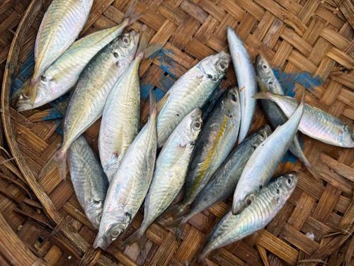 Cá - thực phẩm giàu đạm và dinh dưỡng. Ảnh: Hoa Linh.